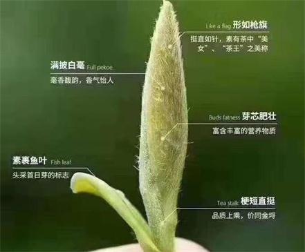 春茶季怎么辨别白毫银针的好坏，好的白毫银针如何选购？