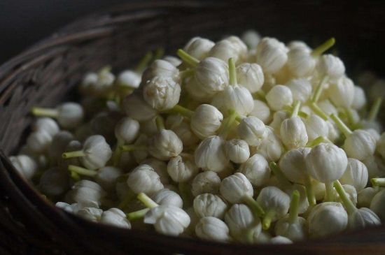 茉莉花茶与什么相克，茉莉花搭配禁忌