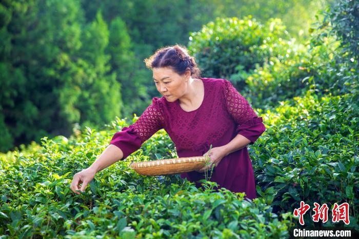 尹炳珍在茶园采茶(资料图) 受访者 供图