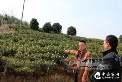 绍兴、安吉：茶叶气象指数保险让茶农不再揪心