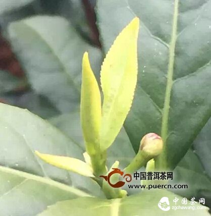 【茶播报】3月17日春茶播报