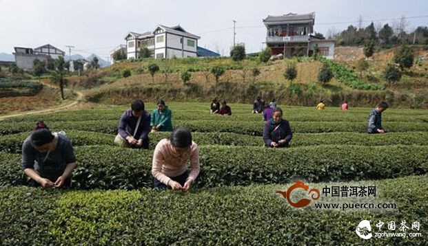 复兴镇明前采茶忙