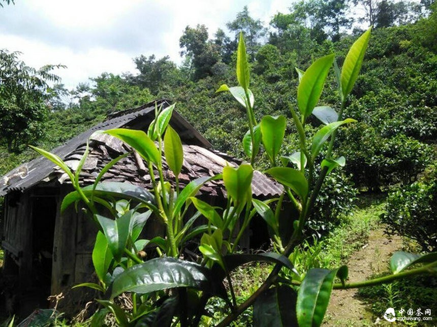 现在的普洱茶市场才合理